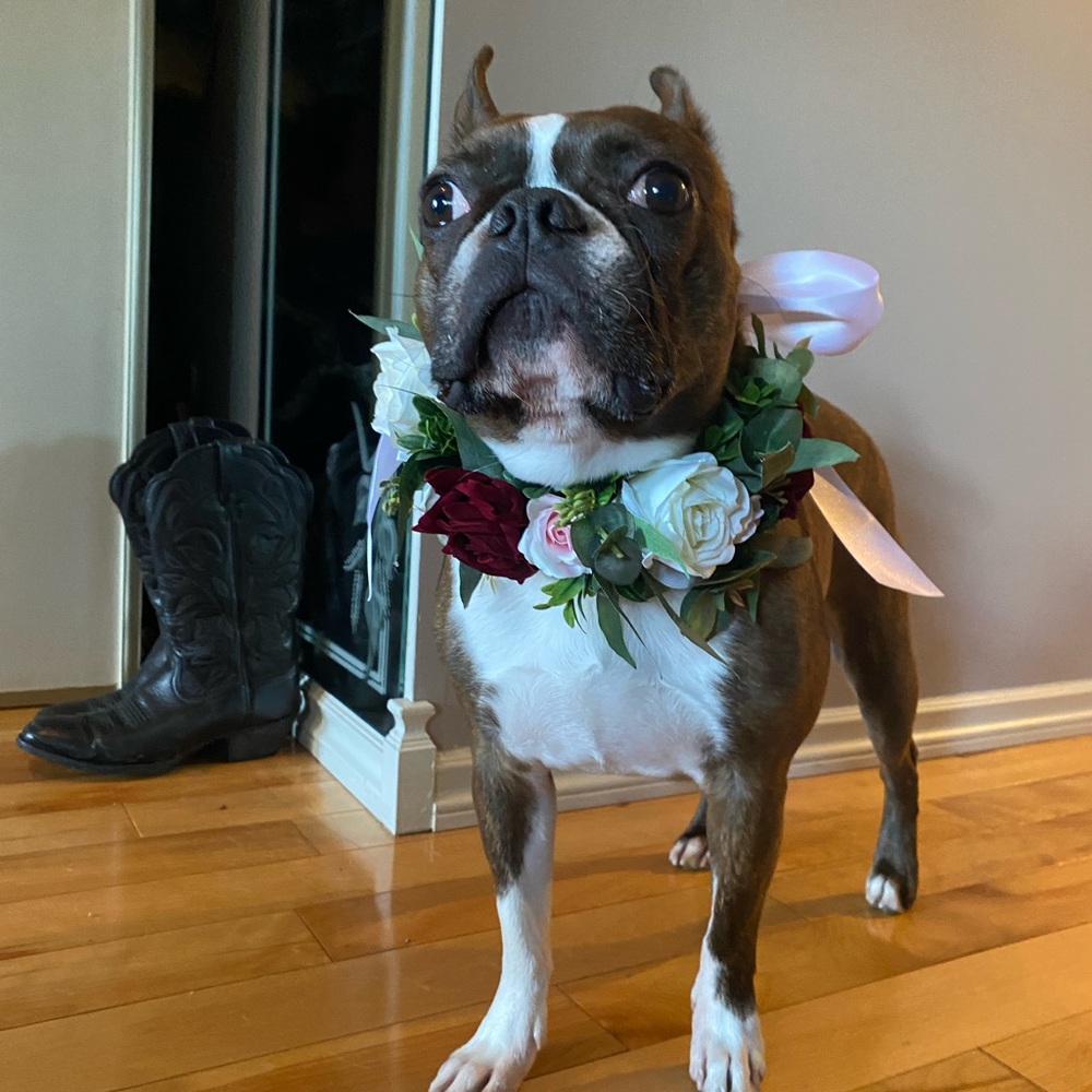 Faux floral dog collar